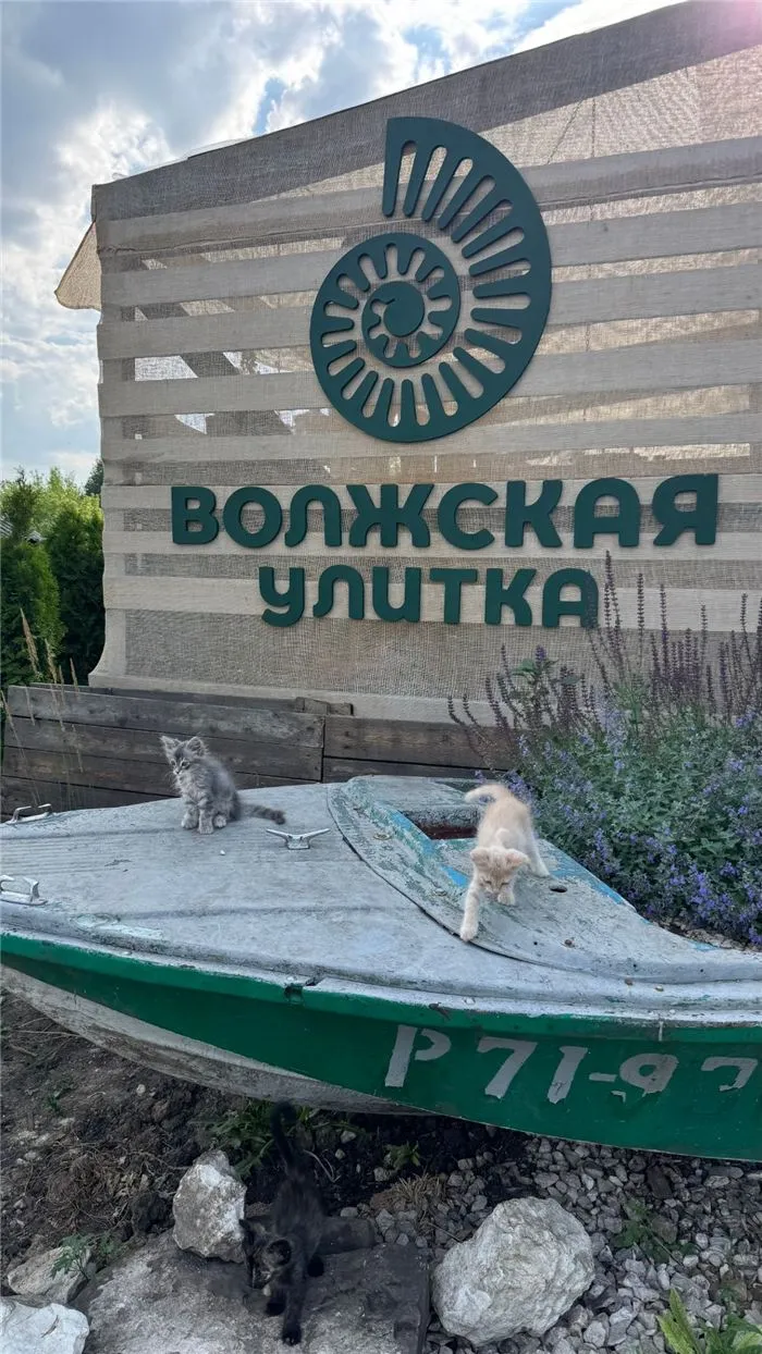 Вывеска «Волжская улитка» на ферме в Печерском, перед ней старая лодка и котята